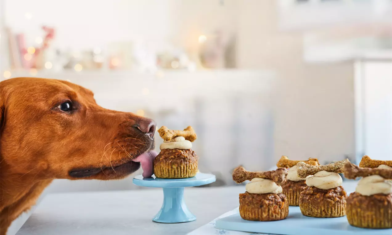 Golden brown pupcakes topped with creamy frosting and bone-shaped biscuit decoration on blue stands and a white counter with a dog nearby