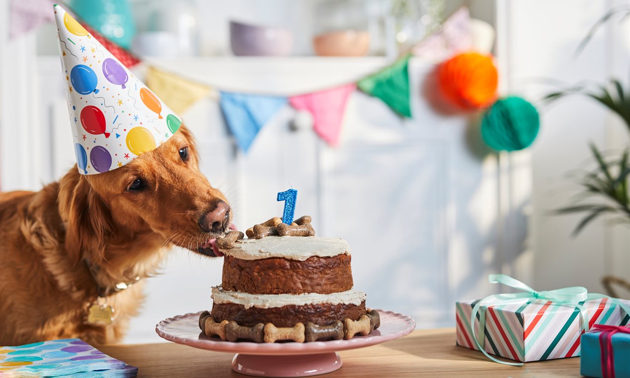 Doggie Birthday Cake Recipe 