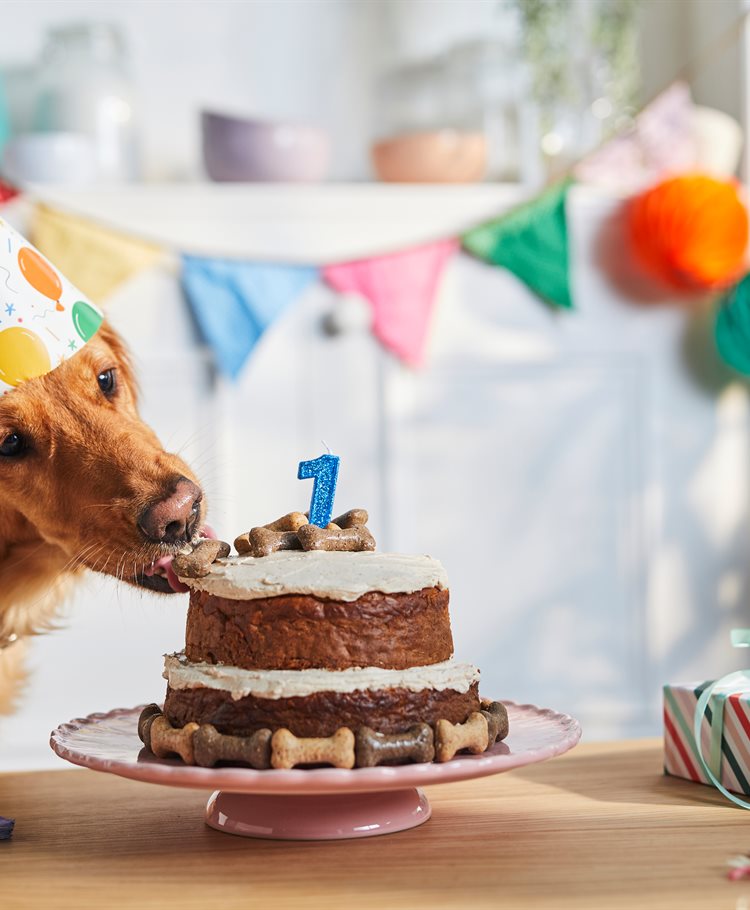 Birthday Dog Cakes Barkery Bakery Happy Birthday Dog Cake